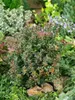 Berberis thunbergii 'Atropurpurea', Blutberberitze, Produktbild-Vorschau 6