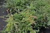 12 plantas de *Symphoricarpos chen.* 'Hancock' - Arbusto de Vista previa de la imagen del producto 2