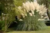 A large clump of white pampas grass with feathery plumes stands in a garden setting, with green foliage and trees in the background. Produktbild-Vorschau