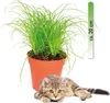 Cyperus zumula, im 12er Topf, Katzengras, Höhe ca. 20cm Produktbild-Vorschau 1
