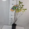 Bacche di Kamchatka Wojtek 1L Anteprima dell’immagine prodotto 5