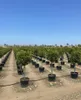 A nursery or farm with rows of potted trees under a clear blue sky. Anteprima dell’immagine prodotto