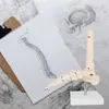 Anatómia Kostra Model životnej veľkosti Anatomické kosti Náhľad obrázku produktu 6