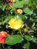 Beetrose Yellow Meilove ® - Rosa Yellow Meilove ® - Produktbild-Vorschau 2
