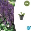 Zier-Salbei (Salvia nemorosa 'Mainacht') - Topfgröße 9 cm - Produktbild-Vorschau 1