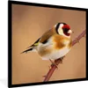 MuchoWow® Gerahmtes Poster Kropftaube - Vogel - Tiere 40x40 Produktbild-Vorschau 1