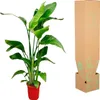 Strelitzia Nicolai Paradiesvogelblume Zimmerpflanze 70 90cm Produktbild-Vorschau 3