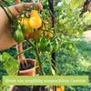 Own Grown Tomaten-Samen 12er Saatgut-Set Produktbild-Vorschau 6