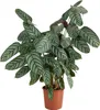 Bloomique - Calathea Compactstar - Korbmarante - Produktbild-Vorschau 1