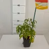 Malinotruskawka (Malina ponętna) 1L Podgląd zdjęcia produktu 7
