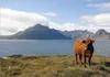 Wallario Fototapete Vliestapete, seidenmatte Oberfläche, Produktbild-Vorschau 1