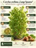 Orešník lieskalý (Corylus avellana) odroda „Lange Spaanse“. Náhľad obrázku produktu 2