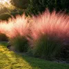 Stauden Gänge 1 x Muhlenbergia capillaris im 1 Liter Topf - Produktbild-Vorschau 2