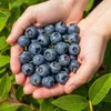 GreenboutiQ - Obstpflanzen - Blaubeere - Vaccinium Produktbild-Vorschau 5