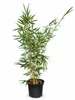 Fargesia robusta Campbell, altezza 40-60 cm. Bambù da Anteprima dell’immagine prodotto 4