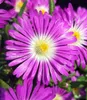 BALDUR Garten 9x Winterharte Eisblumen Summer Mix, Pflanzen Produktbild-Vorschau 4