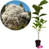 Magnolia kobus - północna magnolia japońska - Wysokość 100 Podgląd zdjęcia produktu 1