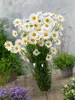 Leucanthemum vulgare, Margerite, weiß, ca. 9x9 cm Topf Produktbild-Vorschau 10
