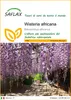 SAFLAX  - Wisteria africana - 15 semi - Bolusanthus Anteprima dell’immagine prodotto 1