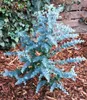 BALDUR Garten 2x Winterharter Eukalyptus Azura® im 15 cm- Produktbild-Vorschau 4