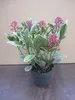 Japanische Skimmie Perosa - Skimmia japonica - immergrüner Produktbild-Vorschau 2