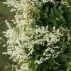 Vite di pizzo d'argento (Fallopia aubertii) 1L Anteprima dell’immagine prodotto 1