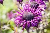 Monarda fistulosa 'Prärienacht', Indianernessel, violett, Produktbild-Vorschau 1
