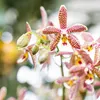 Orchidea Phalaenopsis Spider Orange Ø9cm - Pianta da Anteprima dell’immagine prodotto 7