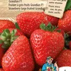 Semi di fragole Grandian F1 a frutto grande per fragole Anteprima dell’immagine prodotto 2