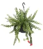 Dehner Schamblume Twister, gekräuselte Blätter, ca. 40-50 Produktbild-Vorschau 1