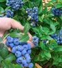 BALDUR Garten 2x Trauben-Heidelbeere Reka® Blue, Pflanzen Produktbild-Vorschau 6