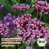Samenliebe  Eisenkraut Samen | Patagonisches Eisenkraut - Produktbild-Vorschau 4