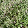 6 x Gamander bastard - Teucrium lucidrys | Květináč 9cm x Náhled obrázku produktu 2