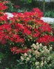 Pieris japonica 'Forest Flame', Japanische Lavendelheide, Produktbild-Vorschau 14