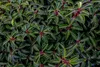 Stauden Gänge 1 x Prunus lusitanica - Portugiesischer Produktbild-Vorschau 6