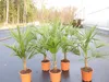 Trachycarpus fortunei 130-160 cm Palme Hanfpalme, Produktbild-Vorschau 2