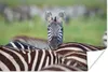 MuchoWow® Poster Auffälliges Zebra 30x20 cm - Plakate - Produktbild-Vorschau 1