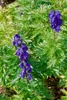 Aconitum napellus, Eisenhut, tiefblau, ca. 11x11 cm Topf Produktbild-Vorschau 4