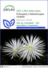 SAFLAX  - Echinopsis o Setiechinopsis mirabilis - 40 semi - Anteprima dell’immagine prodotto 1