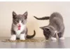 TRIXIE 4225, Katze, Katzenminze, 20 g Produktbild-Vorschau 4