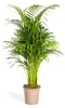 Goldfruchtpalme – Dypsis lutescens – Areca – Einzelpflanze Produktbild-Vorschau 1
