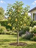 Birnbaum Williams Christ, výška 100–120 cm – odrůda Pyrus Náhled obrázku produktu 1