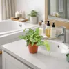 Monstera Siltepecana 20-30 cm - Snadno udržovatelná Náhled obrázku produktu 3