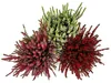 Conjunto de Calluna vulgaris (brezo común) con 6 plantas. Vista previa de la imagen del producto 3