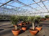 Olivenbaum Bonsai 70 - 90 cm Formgehölz, Olive winterhart, Produktbild-Vorschau 6