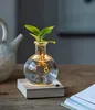 Dehner Waterplant Balsamapfel, Clusia rosea Princess, Produktbild-Vorschau 4