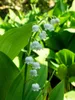 Maiglöckchen, im Topf - Convallaria majalis, weiß Produktbild-Vorschau 7