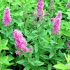 2 x  Kolbenspiere - Spiraea billiardii  | 40-60 cm in Produktbild-Vorschau 2