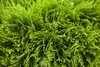Thuja occidentalis 'Danica', Kugel-Lebensbaum, immergrün, Produktbild-Vorschau 5