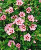 Hibiscus syriacus 'Hamabo', Roseneibisch, rosa Blüten, ca. Produktbild-Vorschau 11